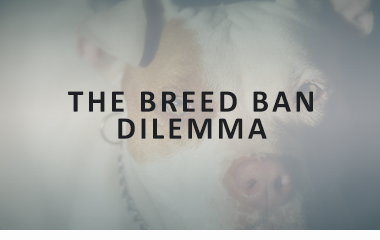 Decorative title image for "The Breed Ban Dilemma" with the title over a faded image of a pit bull.